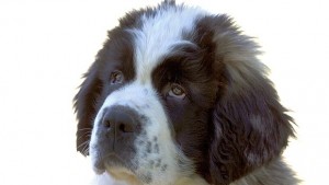 Не купувайте животни за коледен подарък