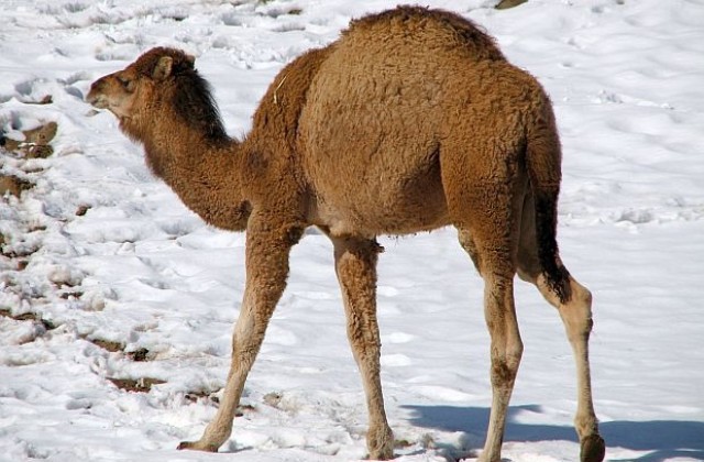 В Сахара валя сняг за първи път от 37 години (СНИМКИ)