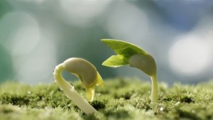 Смелата наука Растителни листа сами произвеждат лекарства