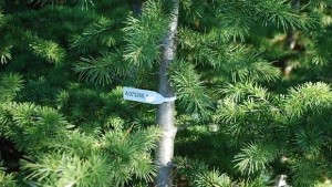 Масови проверки на местата за продажба на елхи