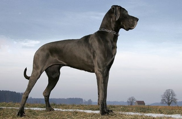 Вижте Фреди - най-голямото куче в света (СНИМКИ/ВИДЕО)