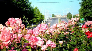 Пловдив чупи рекорд с над 3 000 000 цветя