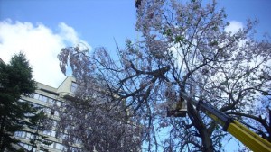 Резитбата на градските дървета се прави след експертна оценка и