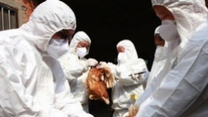 Взети са мерки срещу разпространението на птичи грип на територията