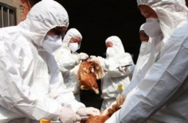 Взети са мерки срещу разпространението на птичи грип на територията на страната