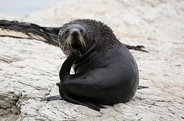 Тюлен се разходи из тасманийски град на километри от морето (СНИМКА)