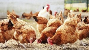Набелязаха мерки срещу птичи грип
