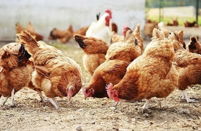 Набелязаха мерки срещу птичи грип