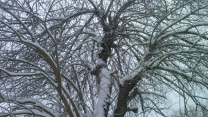 Нормална зимна обстановка в област Габрово няма бедстващи хора