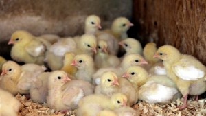 Еднодневни патета от Унгария са донесли птичия грип в Пловдив