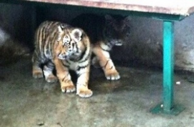 Две тигърчета са най-новите обитатели на Зоопарка в Ловеч