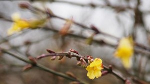 Жасминов храст цъфна посред зима във варненската Морска градина СНИМКИ