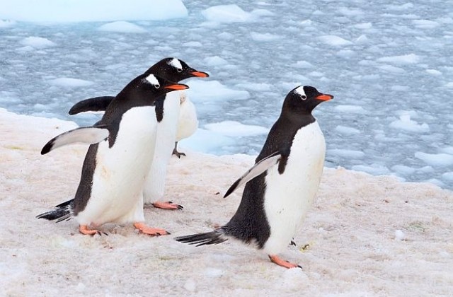 За да не падате на леда, ходете като пингвини (ВИДЕО)