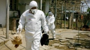 Изплатиха над 56 000 лева за избити птици