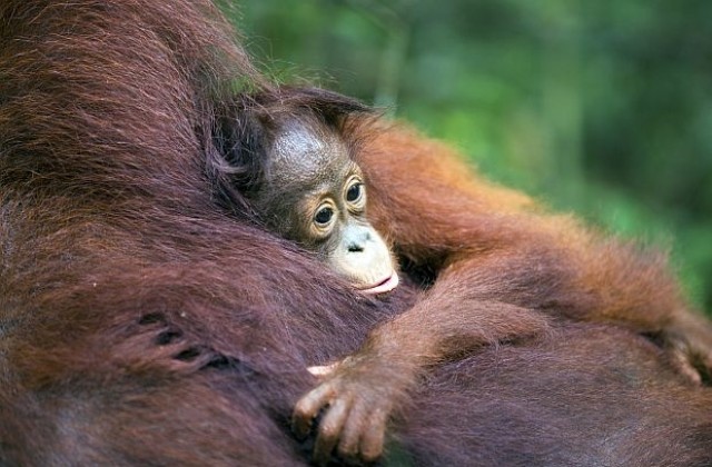 Запознайте се с очарователното орангутанче Катник (ВИДЕО)