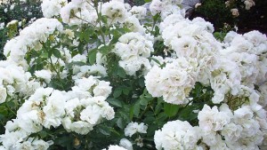 Близо 4 500 именици ще празнуват в Добрич на Йордановден