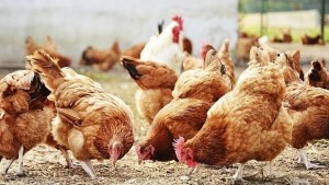 Загробват заразени птици до кошара с живи животни