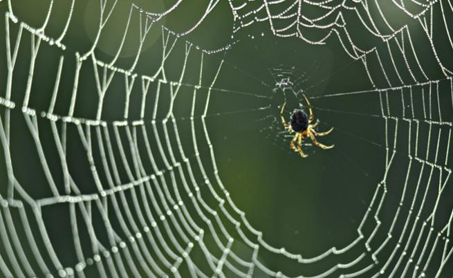 Учени откриха оса, която превръща паяците в зомбита