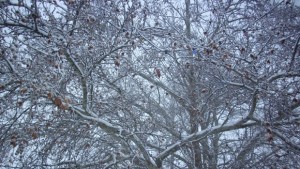 Работи се по отваряне на пътя Добрич Ген Тошево Кардам