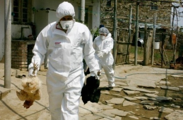Пъдпъдъци с птичи грип в Бургаско, откриха и второ огнище