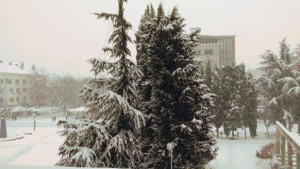 Доброволци извозват пътуващите до Дъбрава