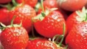 Набират жени за бране на ягоди в Испания срок до