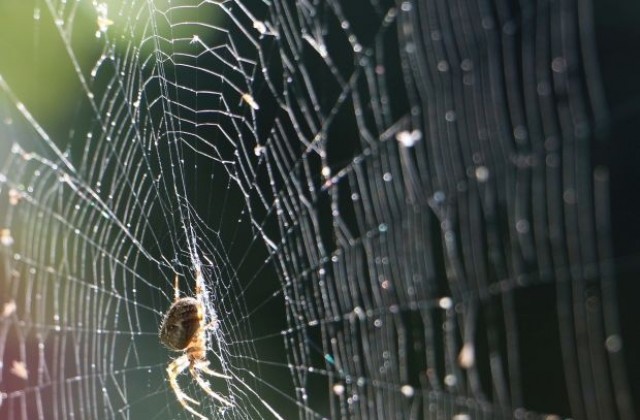 Учени готови да създадат копринена паяжина, която няма край