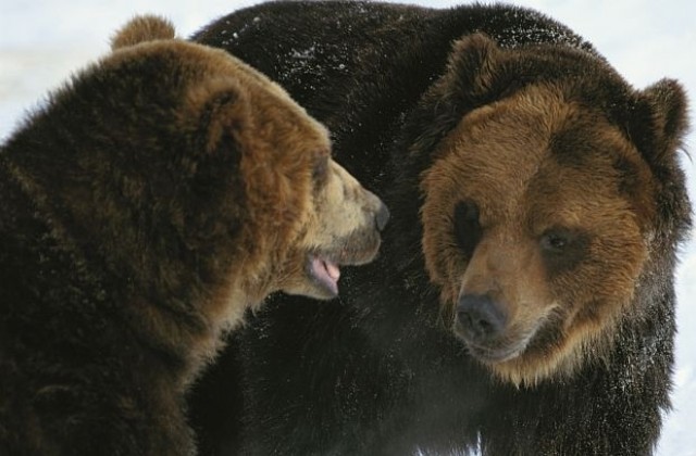 За първи път в живота си Монти от Парка за танцуващи мечки в Белица заспа зимен сън