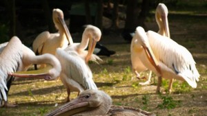 Кучета пазят пеликани от лисици във варненския зоопарк