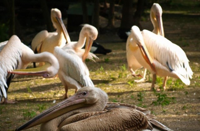 Кучета пазят пеликани от лисици във варненския зоопарк