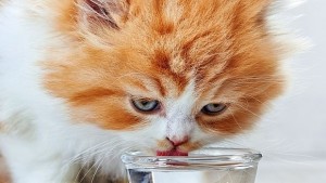 Пожарникари спасиха коте и доставяха хляб