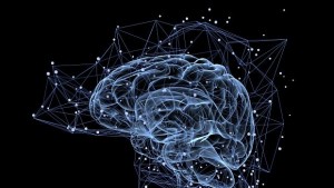 Разкриха как се обновяват чистачите на мозъка