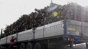 Дървена мафия изсича горите край село във Врачанско