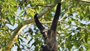 Учени откриха нов вид гибони вижте на кого ще го