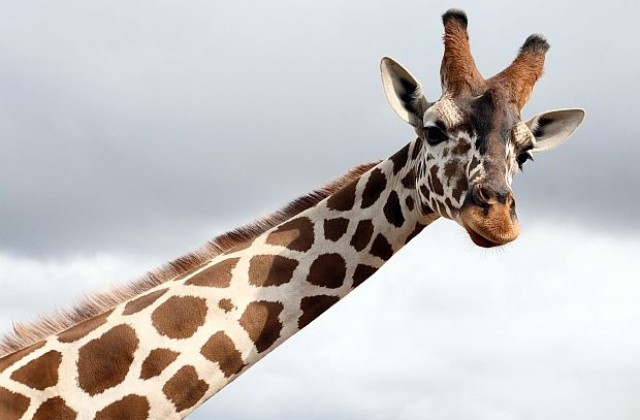 Жираф си провря главата в кола, за да открадне сладолед (СНИМКИ)