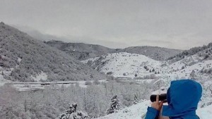 Започва преброяването на водолюбивите птици у нас