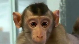 Изоставено от майка си бебе макак намери утеха в плюшен орангутан в японски зоопарк (ВИДЕО)