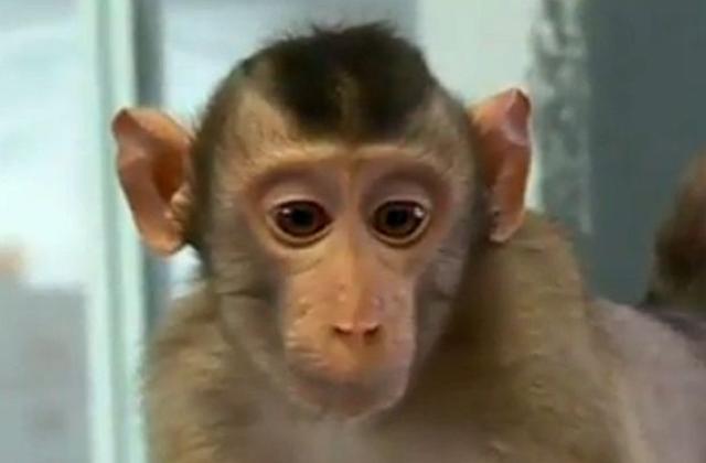 Благодарение на необичайна двойка – бебето японски макак Пънч и