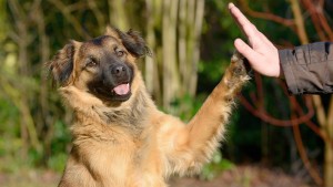 куче кучета кученца