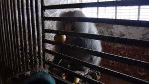 Как маймуната Шмоко се справя със зимата в Шумен СНИМКИ