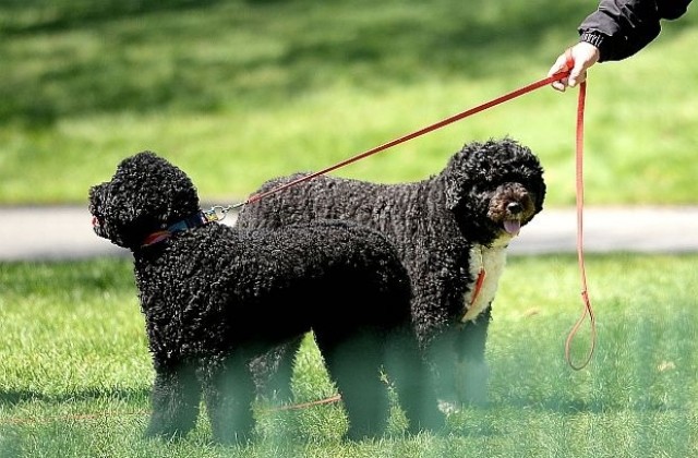 Куче на Обама ухапа гостенка на Белия дом (СНИМКА)