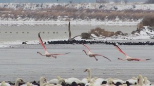 В лютата зима Розови фламинги крачат из езерата