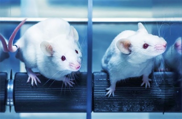Учени превърнаха мишки в свирепи хищници