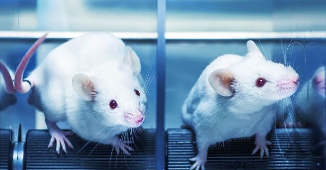 Опити с лабораторни мишки на американски учени са доказали, че