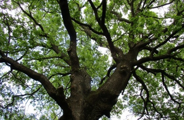 Обявиха над 200 - годишен дъб за защитено дърво