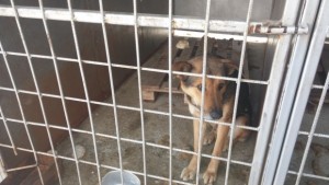 Няма измръзнали кучета в общинския приют в Дупница