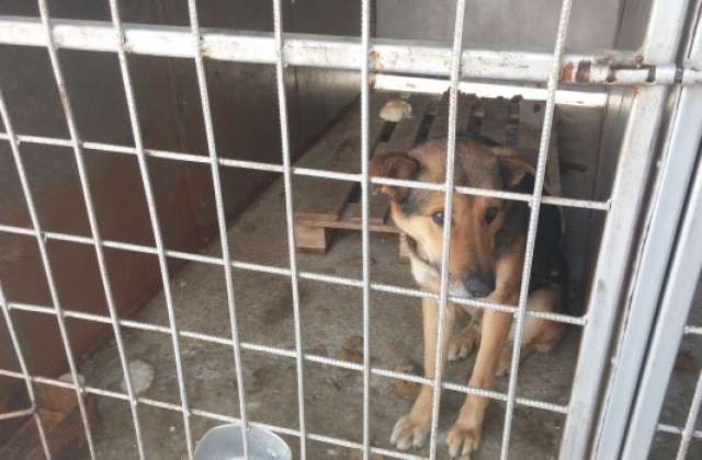 Няма измръзнали кучета в общинския приют в Дупница