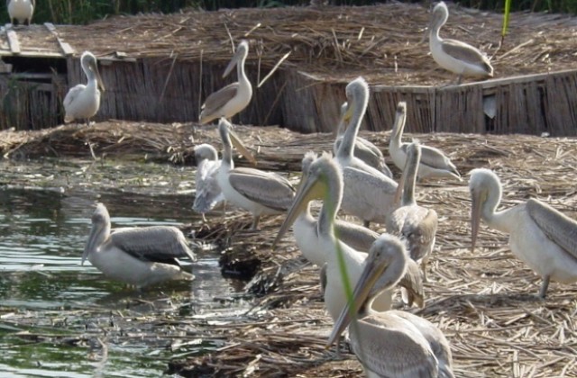 Пеликани долетяха край Русе