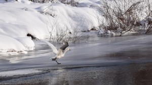 Направиха преброяване на водолюбиви птици