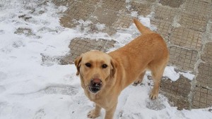 Намерено е изгубено куче лабрадор в Кюстендил